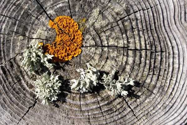 lichen