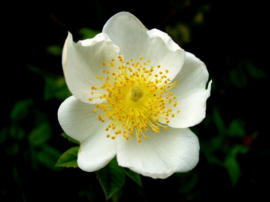 rosa