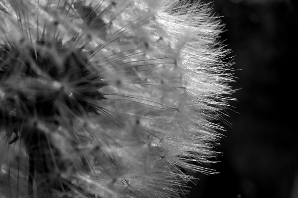 dandelion